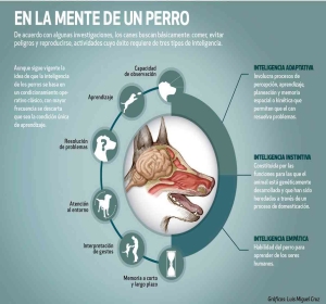 En la mente de un perro!